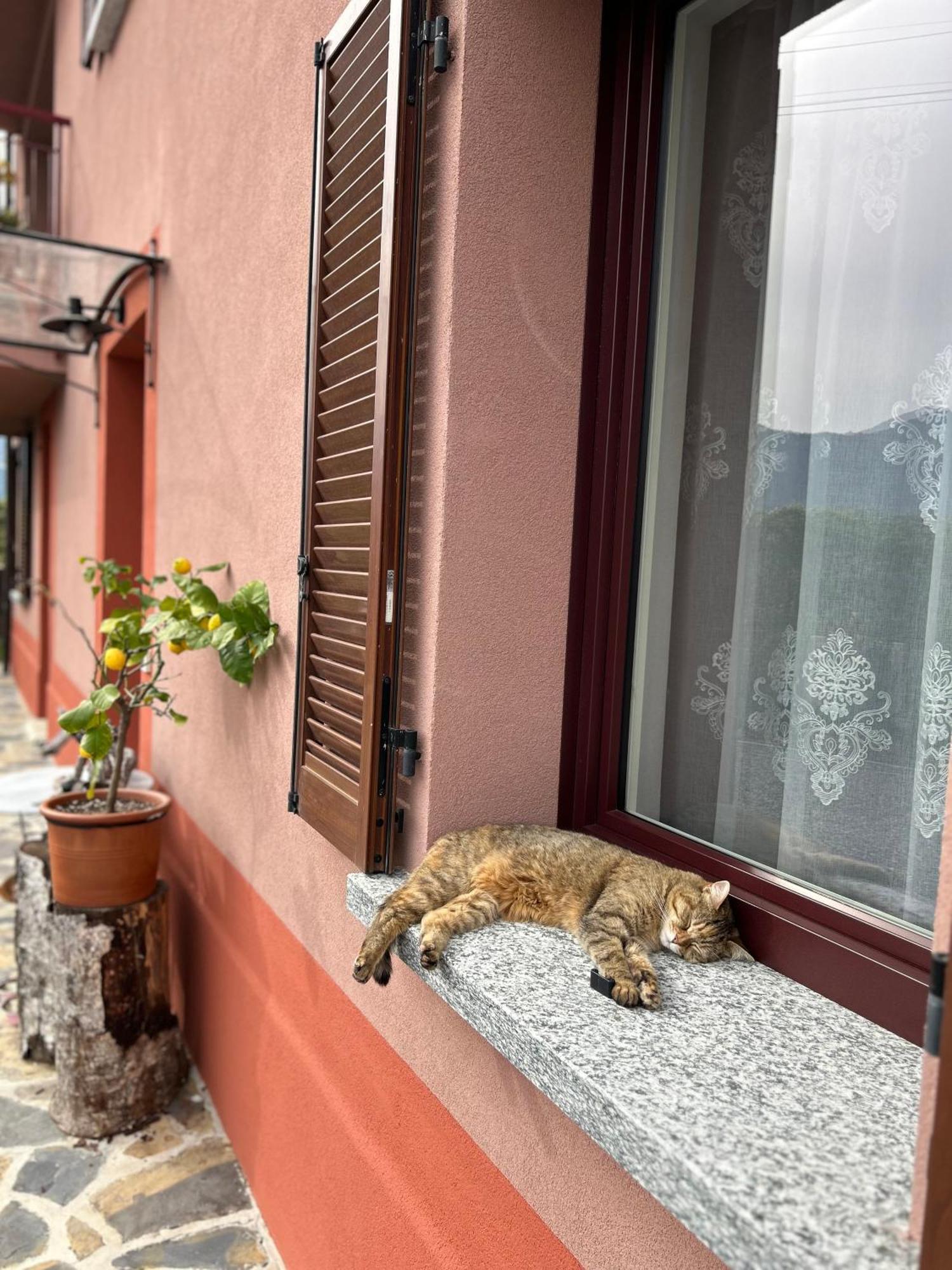 Il Mallo Verde - Lake Como B&B Mandello del Lario Luaran gambar